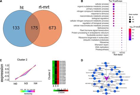 Frontiers Genome Wide Identification And Characterization Of Potato