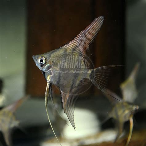 Pterophyllum Scalare Peru Red Spot Angelfish Aka Peruvian Altum