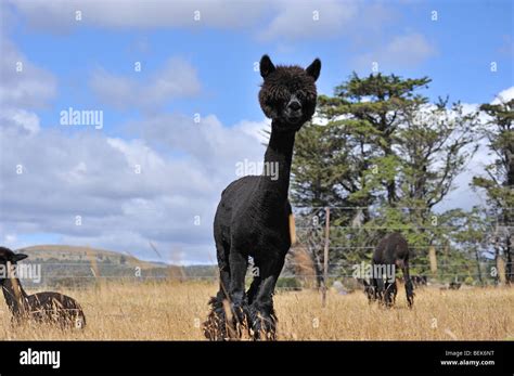 Alpacas Tasmania Australia Stock Photo Alamy