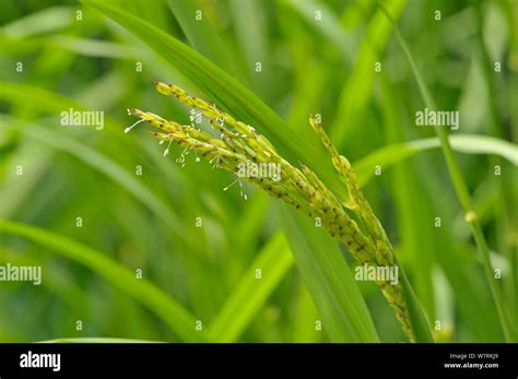 Asian Rice Oryza Sativa Growing In A Botanical Garden Cornwall