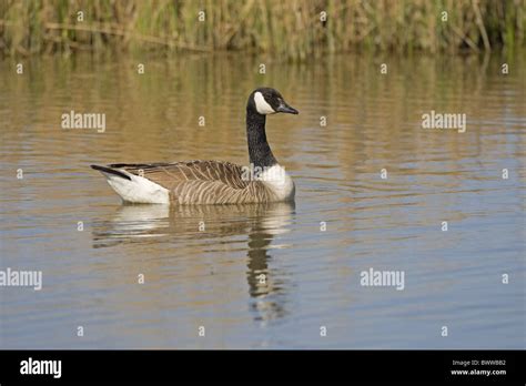 Canada Goose Branta Canadensis Introduced Species Adult Swimming Norfolk England April