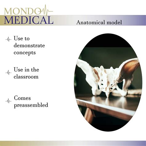 MonMed Life Size Female Pelvis Model Hip Model Female Anatomy Model