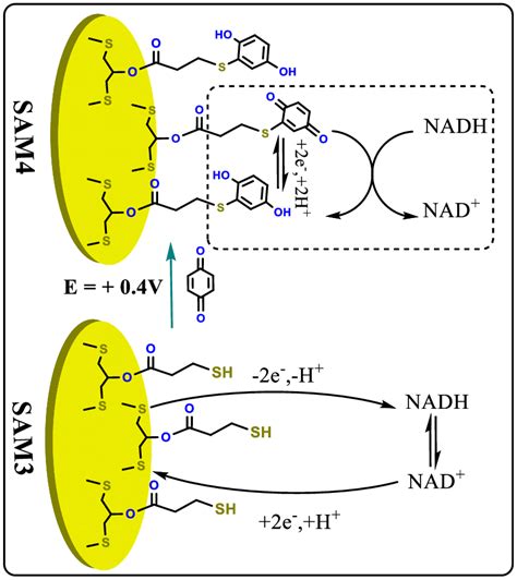 11 Schematic Representation Of NADH Oxydo Reduction Mechanism In The