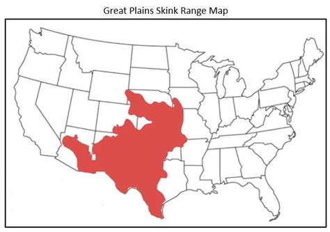 8 Skinks Found In Texas Id Guide Bird Watching Hq