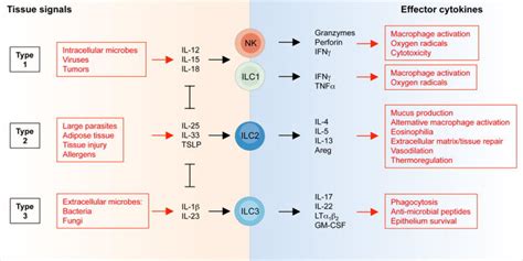 Innate Lymphoid Cells Innate Lymphoid Cells A New Paradigm In