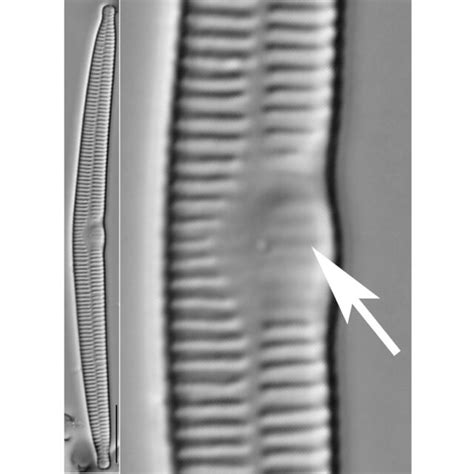 Search Results Diatoms Of North America