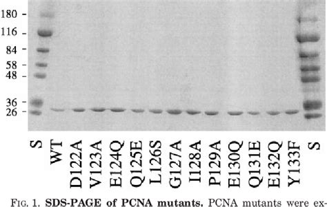 Figure From The Interdomain Connector Loop Of Human Pcna Is Involved