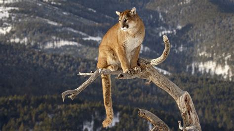 Cougar Wallpapers - Top Free Cougar Backgrounds - WallpaperAccess