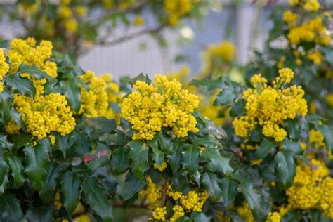 Mahonia aquifolium (Oregon Grape Holly)