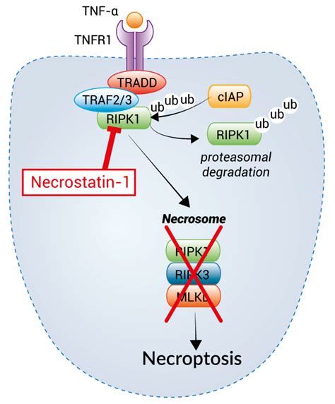 Ripk1 Inhibitor Necrostatin 1 Invivogen