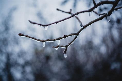 Premium Photo Naked Tree Branches Covered With Icy After Freezing Rain