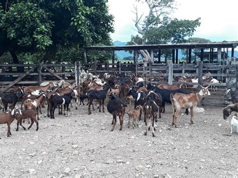 Metodolog A Para El Diagn Stico De La Cadena Ovino Caprina