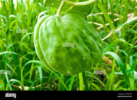 Calotropis Procera (Rubber Plant, Sodom Apple) Fruit Stock Photo - Alamy