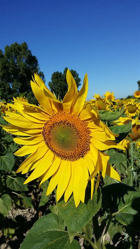 Tournesol Fleur Jaune Photo Gratuite Sur Pixabay Pixabay