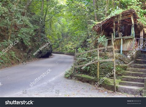 fern gully images stock  vectors shutterstock