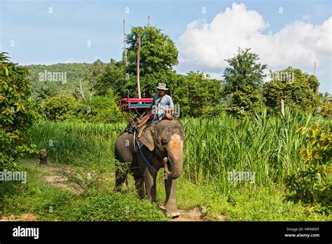 Transporte De Elefantes Fotografías E Imágenes De Alta Resolución Alamy