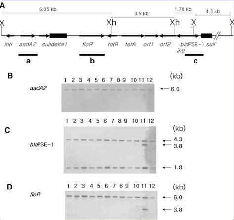 Southern Blot Analysis Of Acssut Resistant Salmonella Typhimurium Dt104