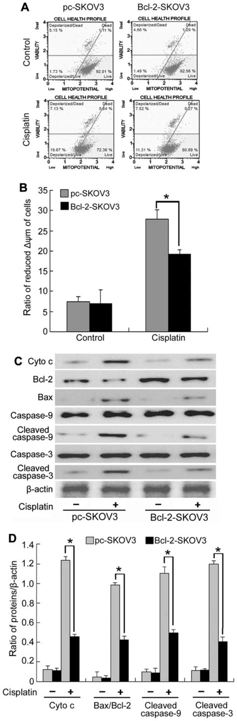 Bcl 2 Overexpression Reduces Cisplatin Cytotoxicity By Decreasing ER