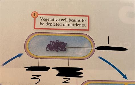 Endospore Life Cycle Flashcards Quizlet