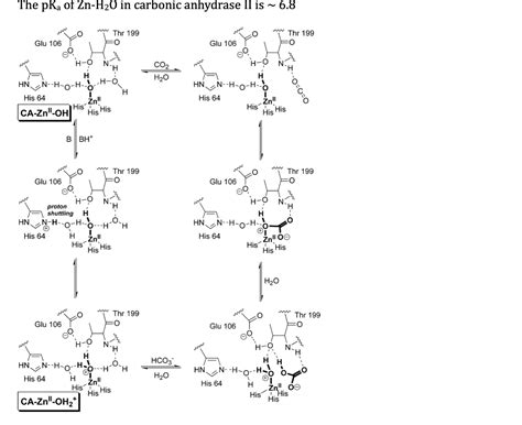 Solved The Pka Of Zn H In Carbonic Anhydrase Ii Is Chegg