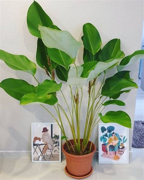 12 Indoor Plants That Look Like A Banana Tree