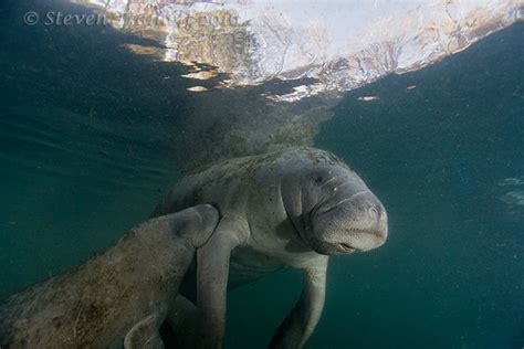 Manatee Calf Nursing Here Is A Baby Manatee Nursing Somet Flickr