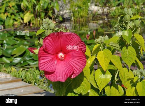 Red Hibiscus Of The Marshes Flowers Stock Photo Alamy