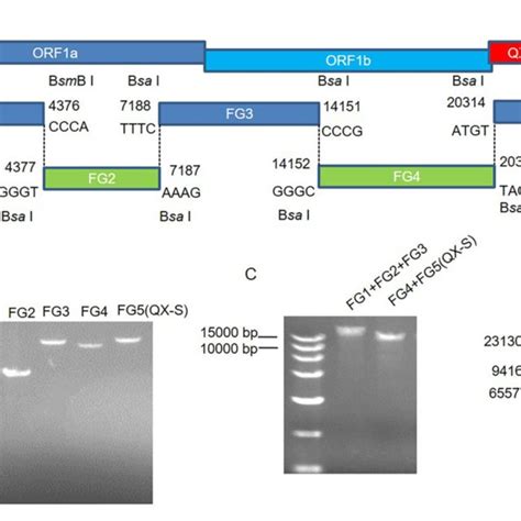 In Vitro Assembly Of A Full Length Rh Qx S Infectious Cdna Clone