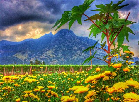 Free Images Natural Landscape People In Nature Sky Flower Meadow