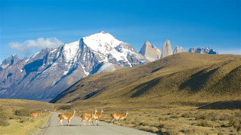 Kunjungi Torres Del Paine: Terbaik di Torres Del Paine, Travel ...