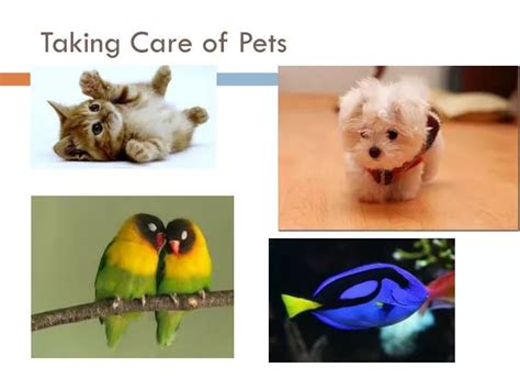 Ppt Taking Care Of Pets Powerpoint Presentation Free Download Id