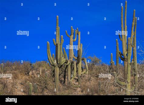 Plutarco Elías Calles Fotografías E Imágenes De Alta Resolución Alamy