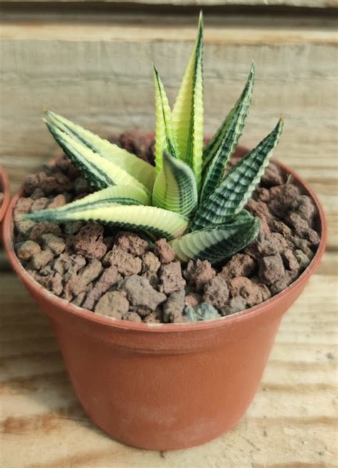 Haworthia Limifolia Cv Variegata Succulentes Et Jolies Plantes