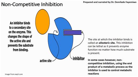 Chapter 3 3 Enzyme Inhibition Competitive And Non Competitive