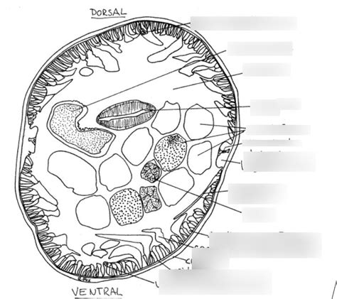 Male Ascaris Cross Section Diagram Quizlet