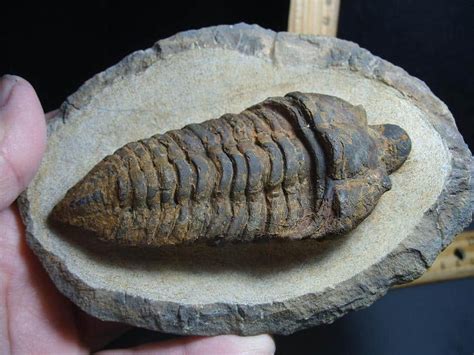 Rare Very Large Fossilized Trilobite Calymenella Sp Bergero