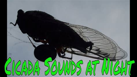 Cicada Sounds At Night Youtube I Sound Effect Of Cicadas In Summer At