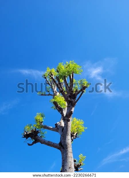 Endemic Plants Indonesia This Plants Tree Stock Photo 2230266671 ...