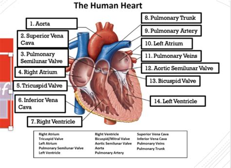 Cardiovascular Lab 4 Flashcards Quizlet