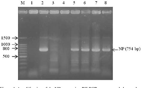 Figure 1 From Newcastle Disease Virus Malaysian Strain Af2240 Induces