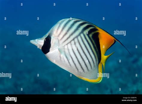 Threadfin butterflyfish (Chaetodon auriga), Great Barrier Reef, Pacific, Australia Stock Photo ...