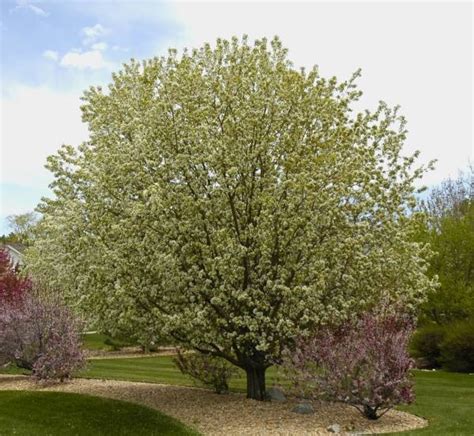 Spring Snow Crabapple