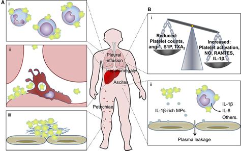 Frontiers Platelets In Immune Response To Virus And Immunopathology