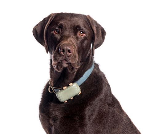 El Perro Labrador Retriever De Chocolate Con Un Collar De Entrenamiento