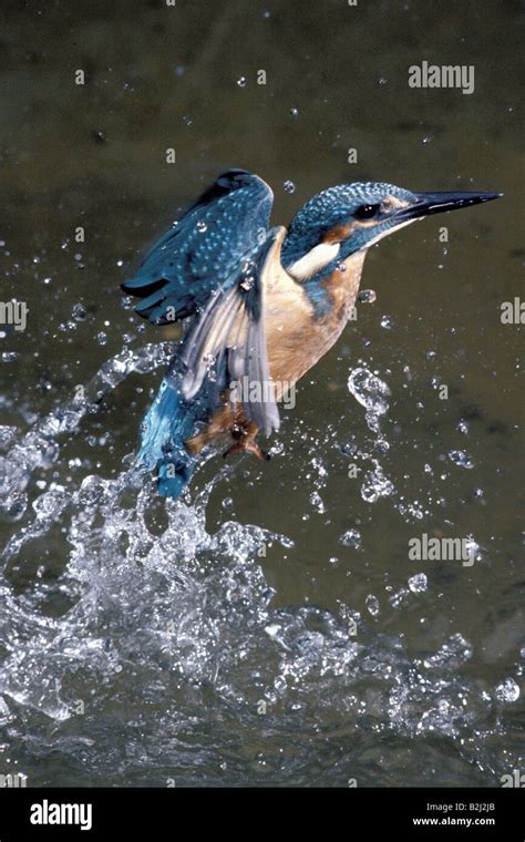 Zoology Animals Avian Bird Kingfisher European Kingfisher