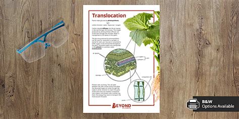 Translocation in Plants Information Poster | GCSE Science