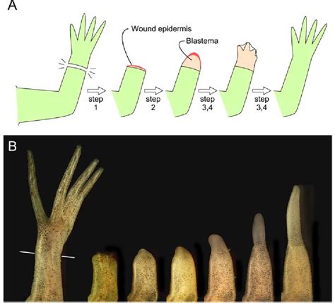 Figure 1 From Limb Regeneration In Xenopus Laevis Froglet Semantic