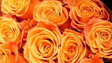 Orange Roses Meaning – A Complete Guide - SONG OF ROSES