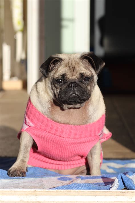 Peggy - The Pug - Alpha Omega