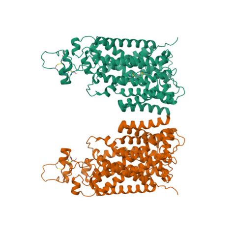 RCSB PDB 8FHP Cryo EM Structure Of Human NCC Class 3 1